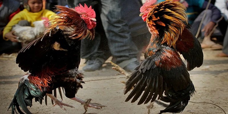 Thế gà đá xạ - bí kíp nhận biết chính xác cho mọi kê thủ
